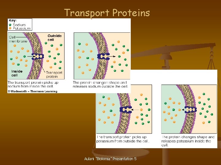 Transport Proteins Aulani "Biokimia" Presentation 5 