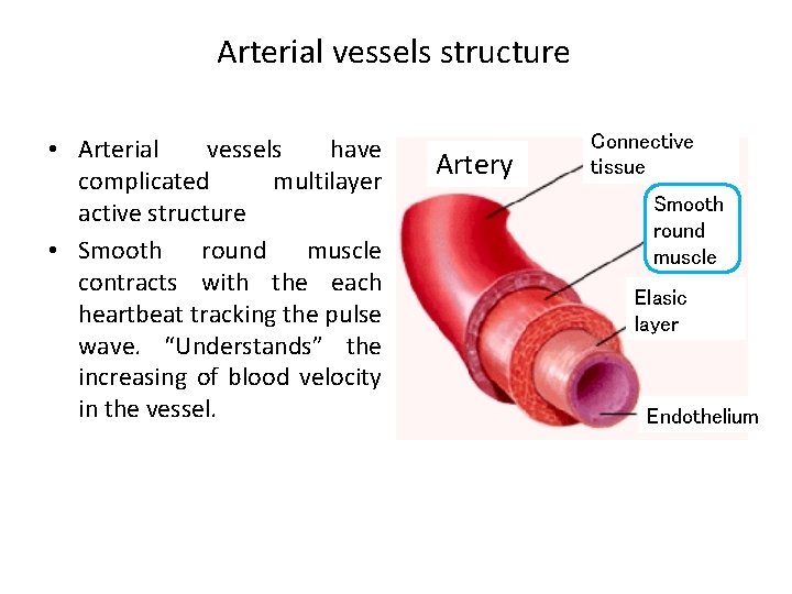 Arterial vessels structure • Arterial vessels have complicated multilayer active structure • Smooth round