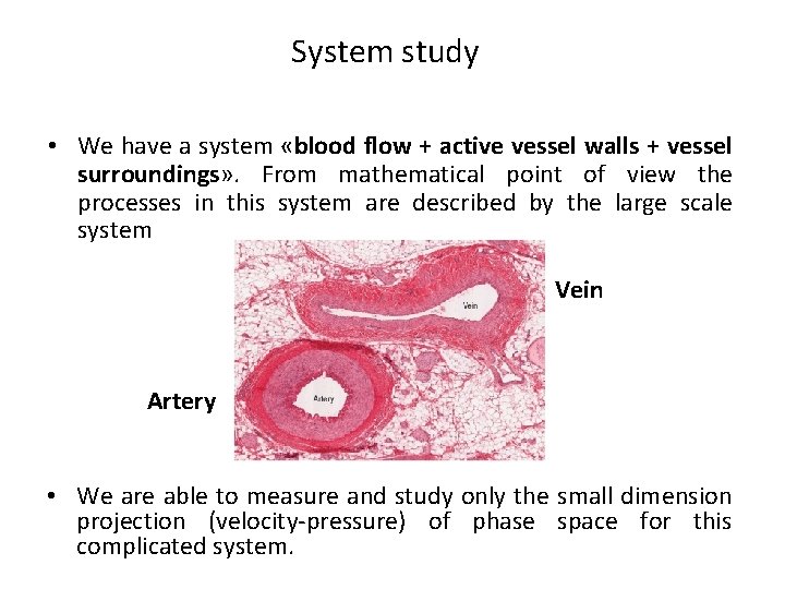 System study • We have a system «blood flow + active vessel walls +