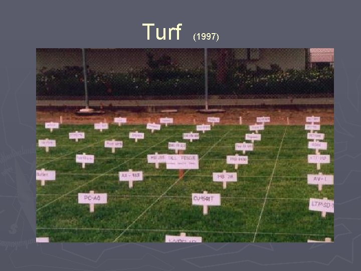 Turf (1997) 