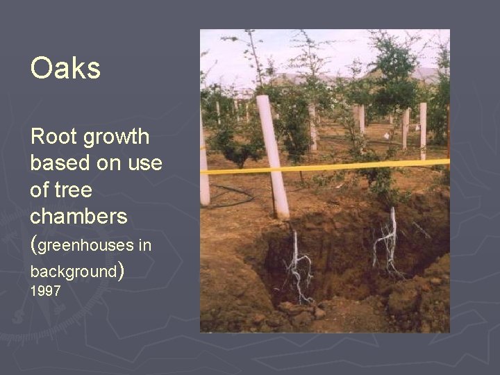 Oaks Root growth based on use of tree chambers (greenhouses in background) 1997 