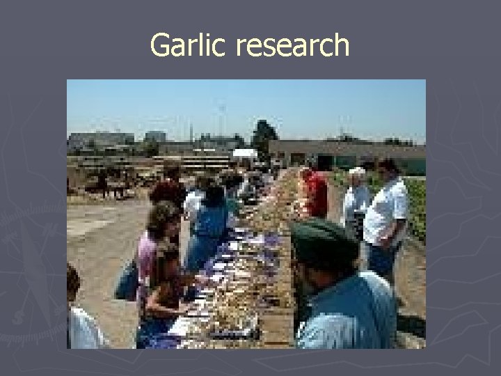 Garlic research 
