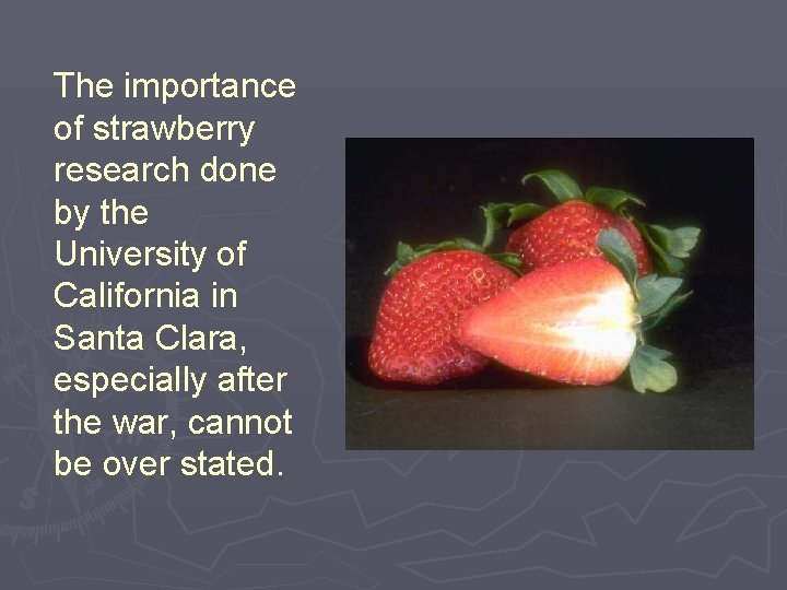 The importance of strawberry research done by the University of California in Santa Clara,