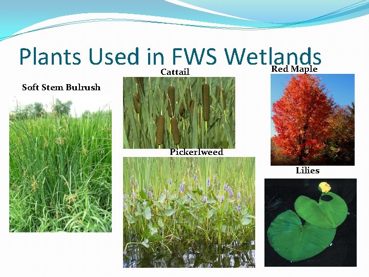 Plants Used in FWS Wetlands Cattail Red Maple Soft Stem Bulrush Pickerlweed Lilies 