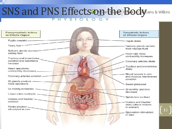 SNS and PNS Effects on the Body 13 Copyright © 2012 Wolters Kluwer Health