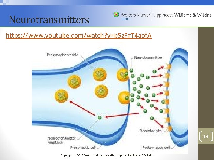 Neurotransmitters https: //www. youtube. com/watch? v=p 5 z. Fg. T 4 aof. A 14