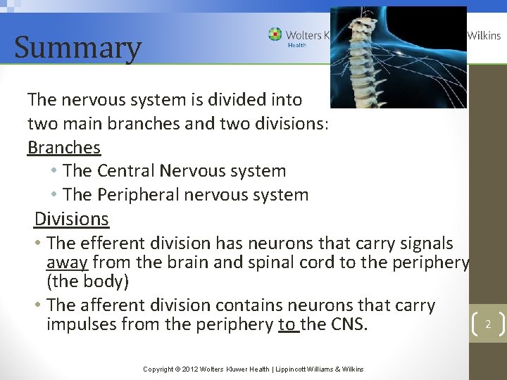 Summary The nervous system is divided into two main branches and two divisions: Branches