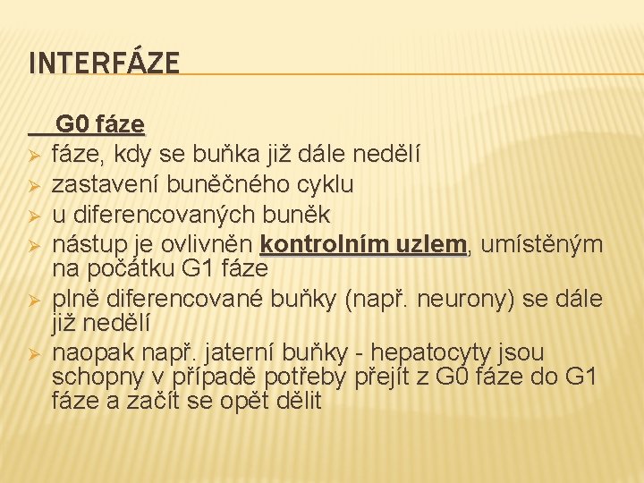 INTERFÁZE Ø Ø Ø G 0 fáze, kdy se buňka již dále nedělí zastavení