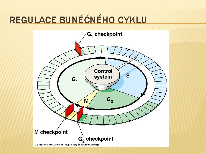 REGULACE BUNĚČNÉHO CYKLU 