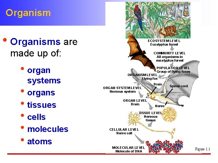 Organism • Organisms are ECOSYSTEM LEVEL Eucalyptus forest made up of: • organ systems