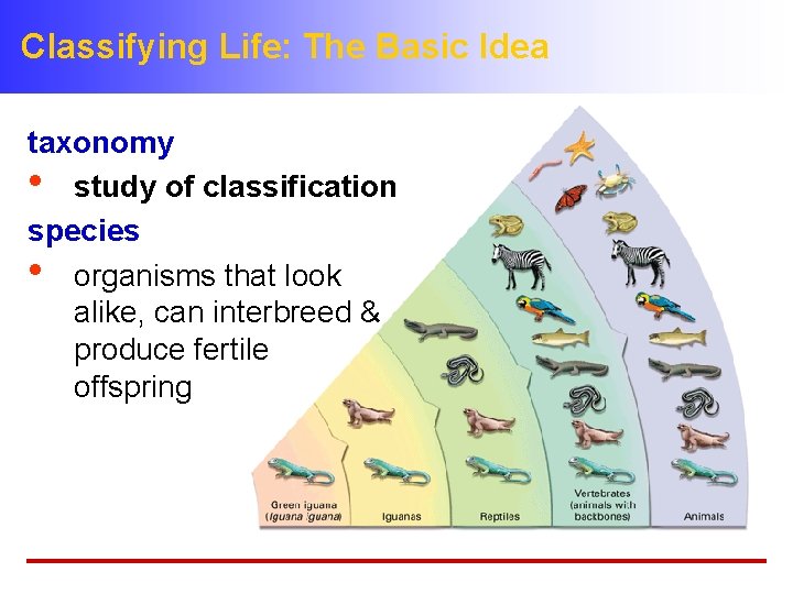 Classifying Life: The Basic Idea taxonomy • study of classification species • organisms that