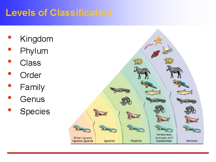 Levels of Classification • • Kingdom Phylum Class Order Family Genus Species 