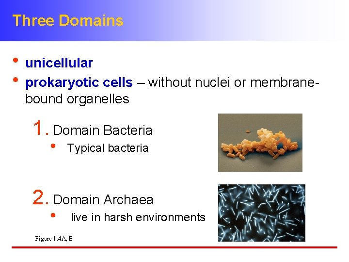 Three Domains • unicellular • prokaryotic cells – without nuclei or membranebound organelles 1.