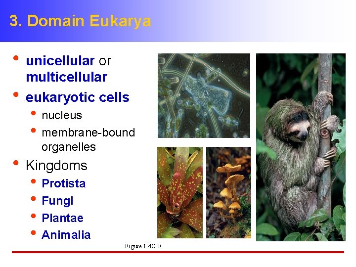 3. Domain Eukarya • unicellular or • multicellular eukaryotic cells • nucleus • membrane-bound