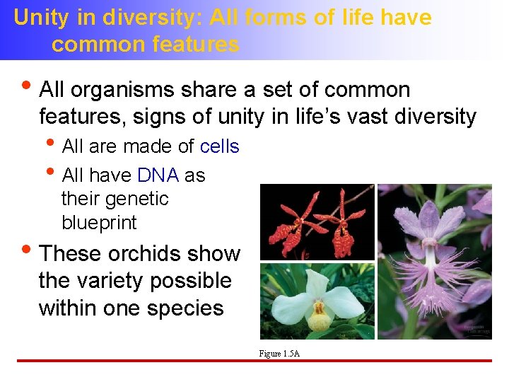 Unity in diversity: All forms of life have common features • All organisms share