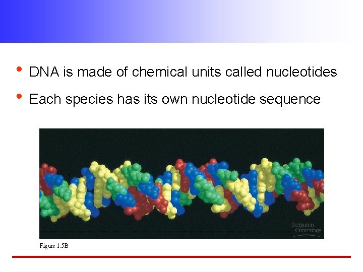  • DNA is made of chemical units called nucleotides • Each species has