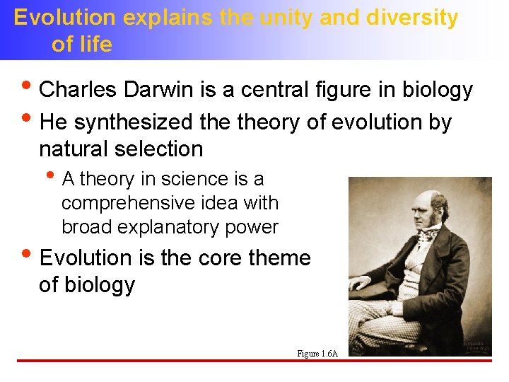 Evolution explains the unity and diversity of life • Charles Darwin is a central