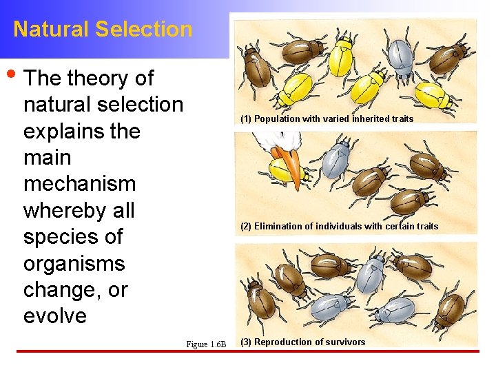 Natural Selection • The theory of natural selection explains the main mechanism whereby all