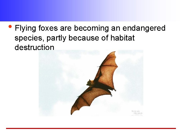  • Flying foxes are becoming an endangered species, partly because of habitat destruction