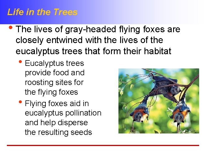 Life in the Trees • The lives of gray-headed flying foxes are closely entwined