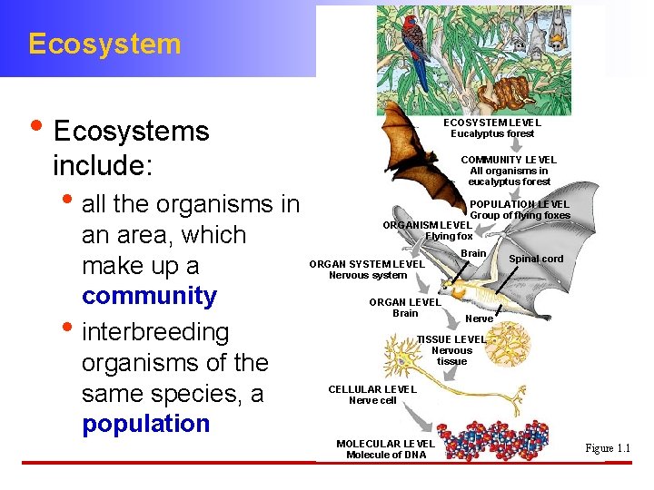 Ecosystem • Ecosystems ECOSYSTEM LEVEL Eucalyptus forest include: • all the organisms in an