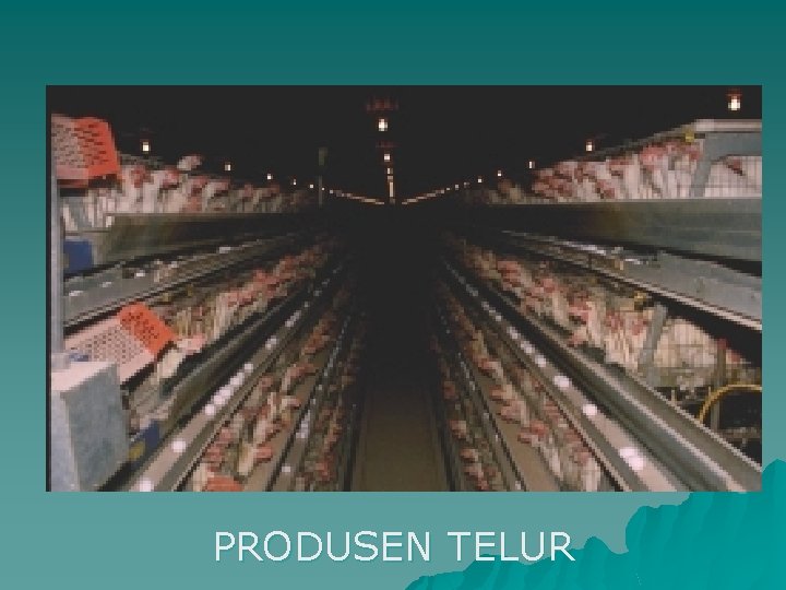 PRODUSEN TELUR 