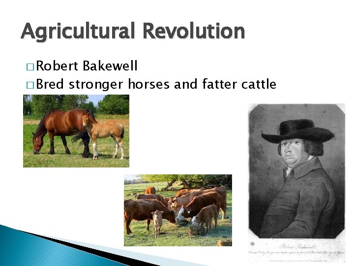 Agricultural Revolution � Robert Bakewell � Bred stronger horses and fatter cattle 
