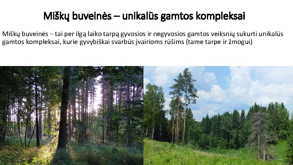 Miškų buveinės – unikalūs gamtos kompleksai Miškų buveinės – tai per ilgą laiko tarpą