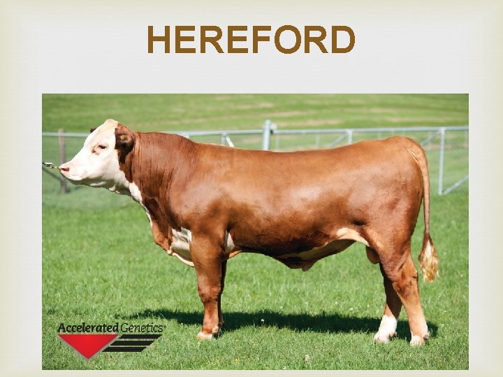 HEREFORD 