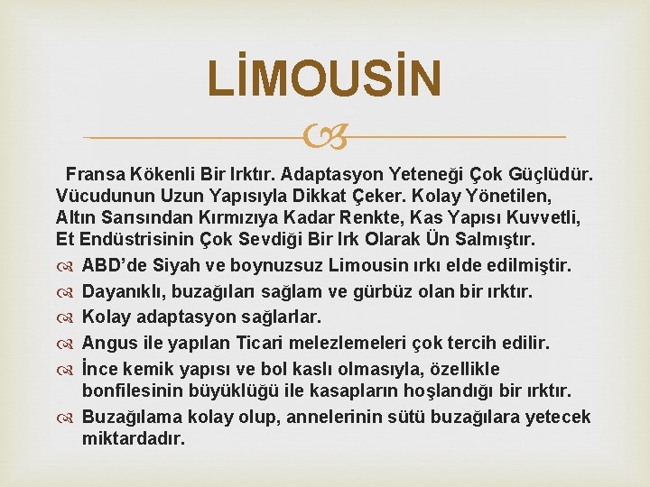 LİMOUSİN Fransa Kökenli Bir Irktır. Adaptasyon Yeteneği Çok Güçlüdür. Vücudunun Uzun Yapısıyla Dikkat Çeker.