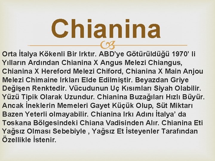 Chianina Orta İtalya Kökenli Bir Irktır. ABD’ye Götürüldüğü 1970’ li Yılların Ardından Chianina X