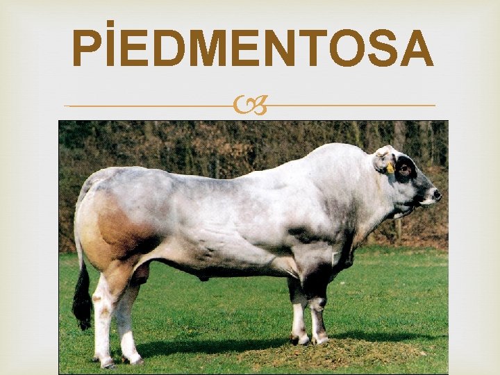 PİEDMENTOSA 