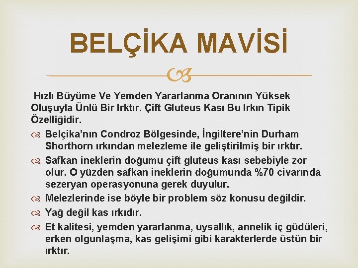 BELÇİKA MAVİSİ Hızlı Büyüme Ve Yemden Yararlanma Oranının Yüksek Oluşuyla Ünlü Bir Irktır. Çift