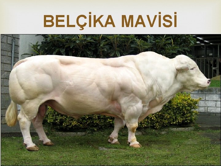 BELÇİKA MAVİSİ 