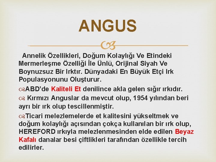 ANGUS Annelik Özellikleri, Doğum Kolaylığı Ve Etindeki Mermerleşme Özelliği İle Ünlü, Orijinal Siyah Ve