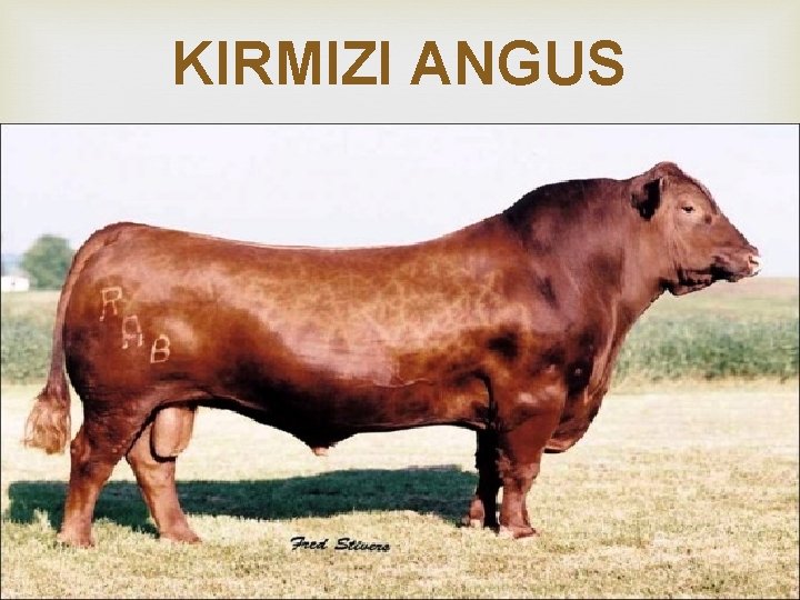 KIRMIZI ANGUS 