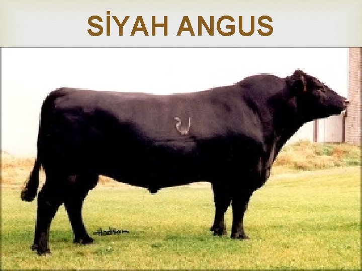 SİYAH ANGUS 