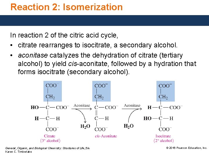 Reaction 2: Isomerization In reaction 2 of the citric acid cycle, • citrate rearranges