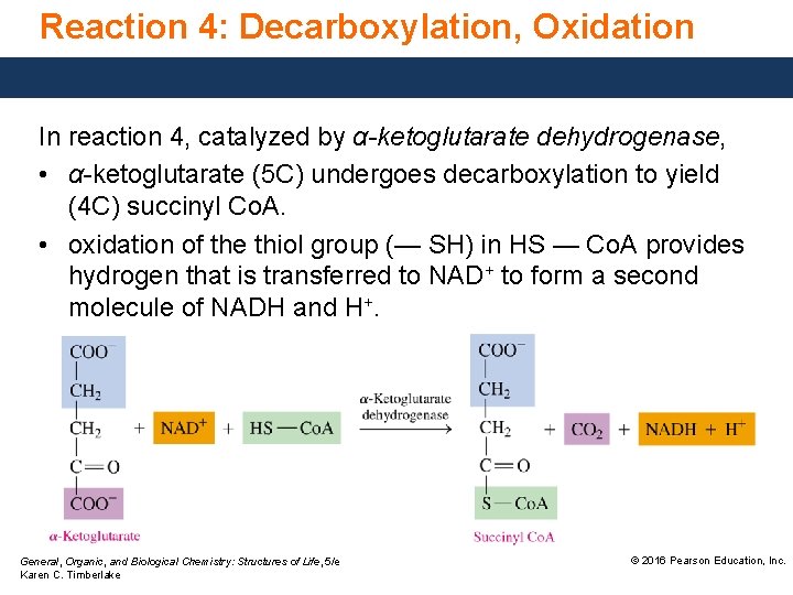 Reaction 4: Decarboxylation, Oxidation In reaction 4, catalyzed by α-ketoglutarate dehydrogenase, • α-ketoglutarate (5