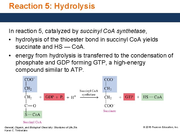 Reaction 5: Hydrolysis In reaction 5, catalyzed by succinyl Co. A synthetase, • hydrolysis
