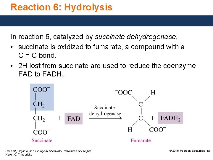 Reaction 6: Hydrolysis In reaction 6, catalyzed by succinate dehydrogenase, • succinate is oxidized