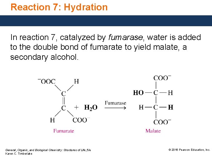 Reaction 7: Hydration In reaction 7, catalyzed by fumarase, water is added to the