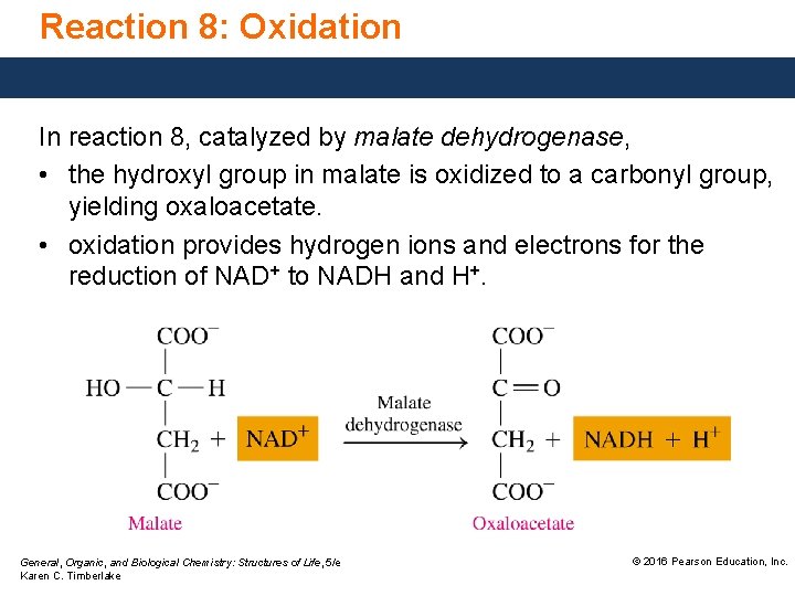 Reaction 8: Oxidation In reaction 8, catalyzed by malate dehydrogenase, • the hydroxyl group