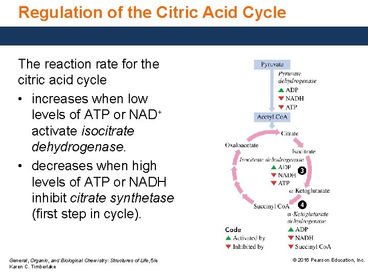 Regulation of the Citric Acid Cycle The reaction rate for the citric acid cycle