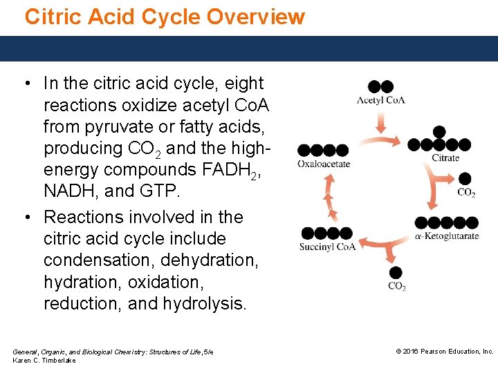 Citric Acid Cycle Overview • In the citric acid cycle, eight reactions oxidize acetyl