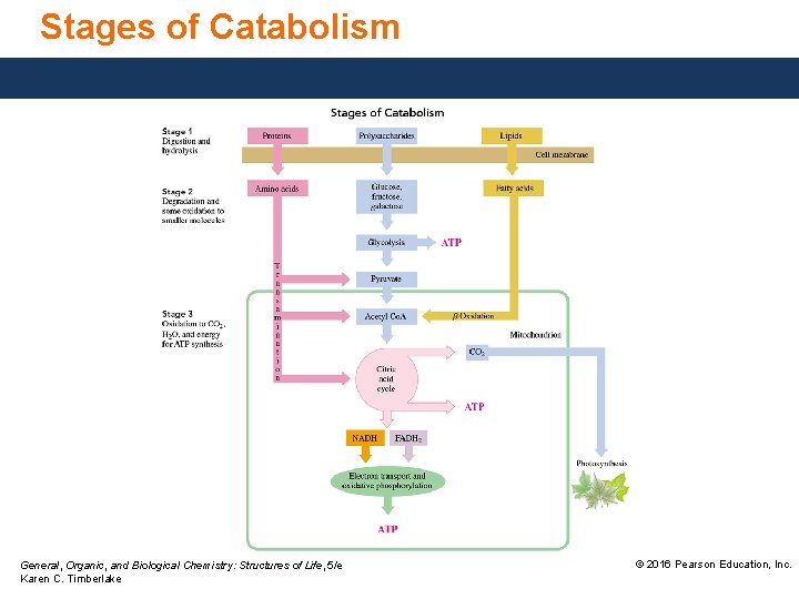 Stages of Catabolism General, Organic, and Biological Chemistry: Structures of Life, 5/e Karen C.