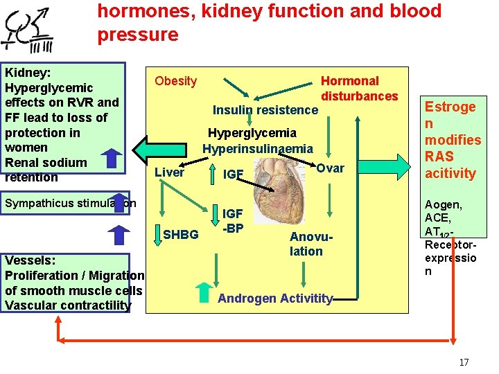 hormones, kidney function and blood pressure Kidney: Hyperglycemic effects on RVR and FF lead