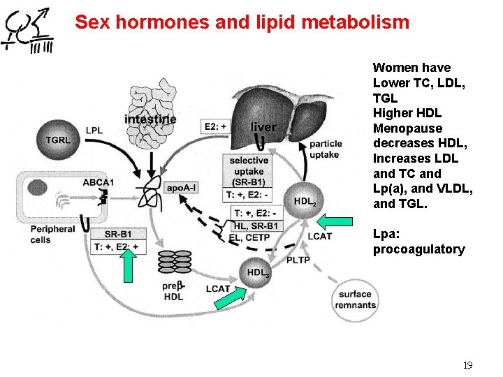 Sex hormones and lipid metabolism Women have Lower TC, LDL, TGL Higher HDL Menopause