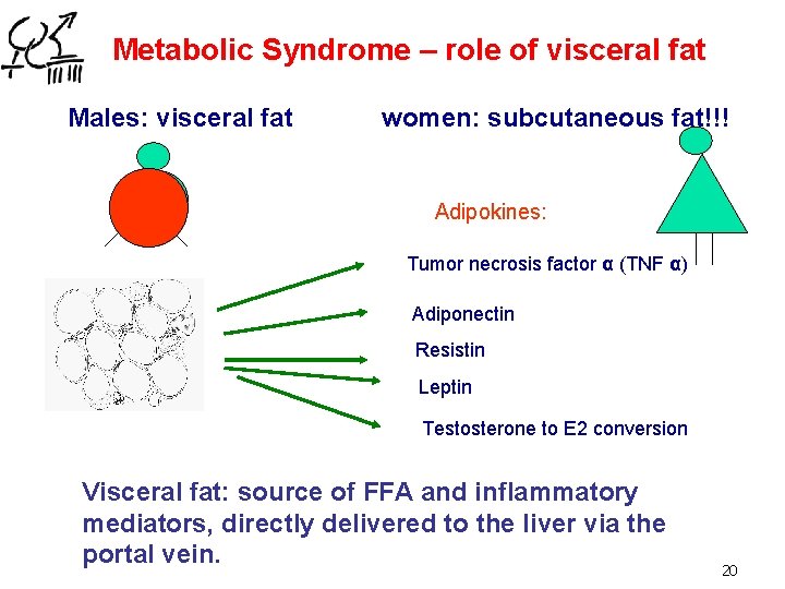 Metabolic Syndrome – role of visceral fat Males: visceral fat women: subcutaneous fat!!! Adipokines: