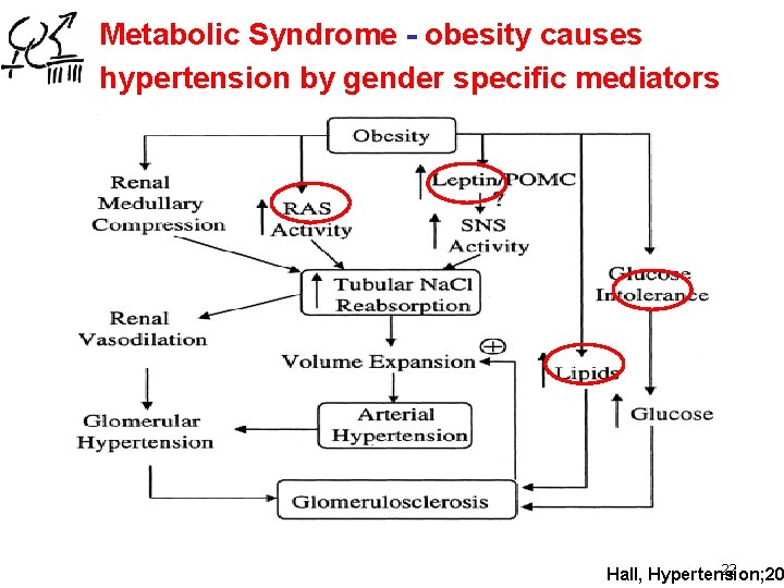 Metabolic Syndrome - obesity causes hypertension by gender specific mediators 22 Hall, Hypertension; 20